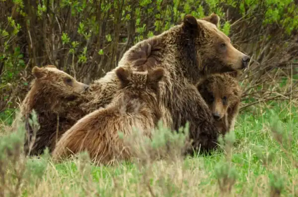 A grizzly bear with it's three cubs in the wilderness.