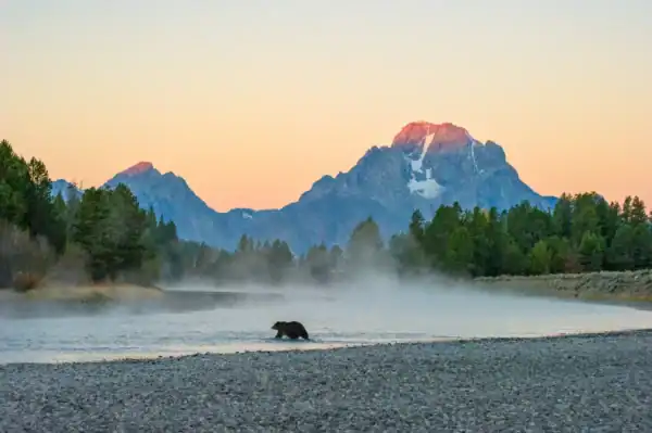 A bear wades across a misty river at sunrise with tree-lined banks and snow-capped mountains in the background.