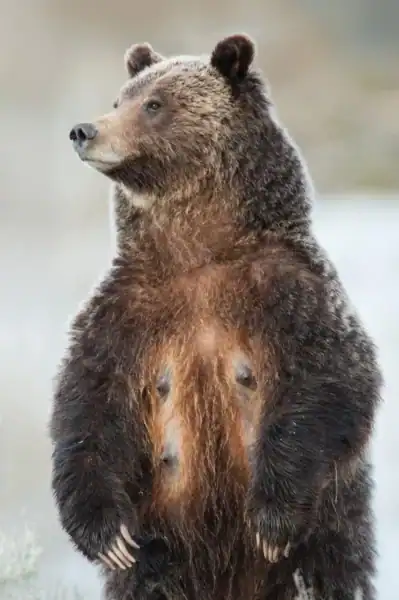 A grizzly bear standing upright on its hind legs, looking to the side, with its front paws held in front of its body.