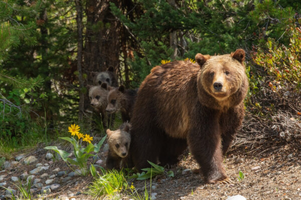 Grizzly bear with 4 cubs behind