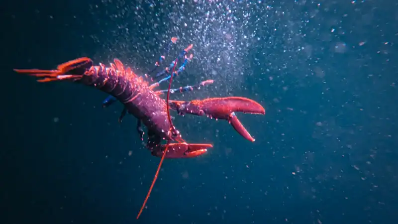 Close-up of a lobster in the ocean.