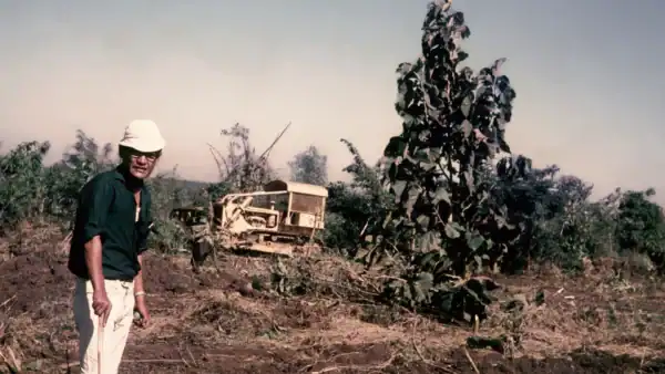 A man standing in a deforested area with a large tree and a vehicle in the background.