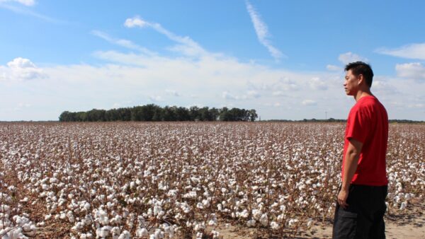 Man in a red shirt stands at the edge of a large cotton field under a blue sky with scattered clouds, looking out across the plants.