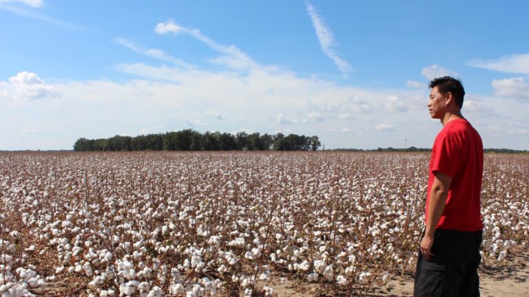 Man in a red shirt stands at the edge of a large cotton field under a blue sky with scattered clouds, looking out across the plants.