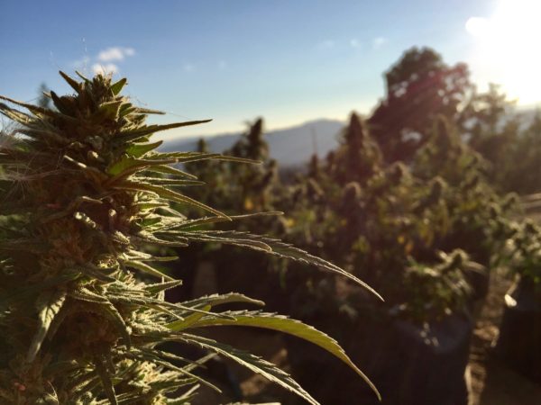 Weed_Wine_-_Cannabis-at-harvest-scaled