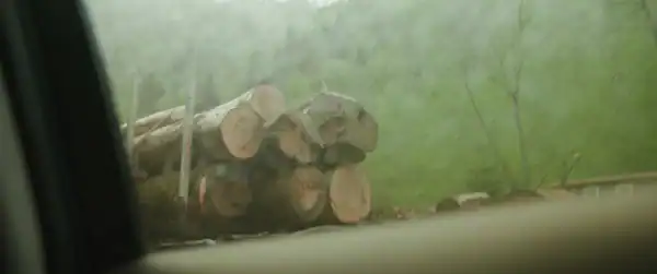 Stacked logs on a forest floor viewed through a window with a green background of trees and foliage.