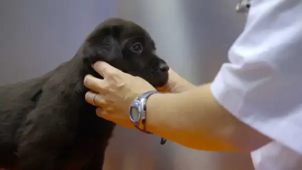 A person wearing a white coat gently holds the head of a black puppy, possibly examining it, against a blurred indoor background.