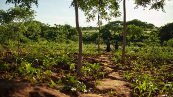 Two people stand on a dirt path surrounded by young green plants and trees in a lush, sunlit rural landscape.